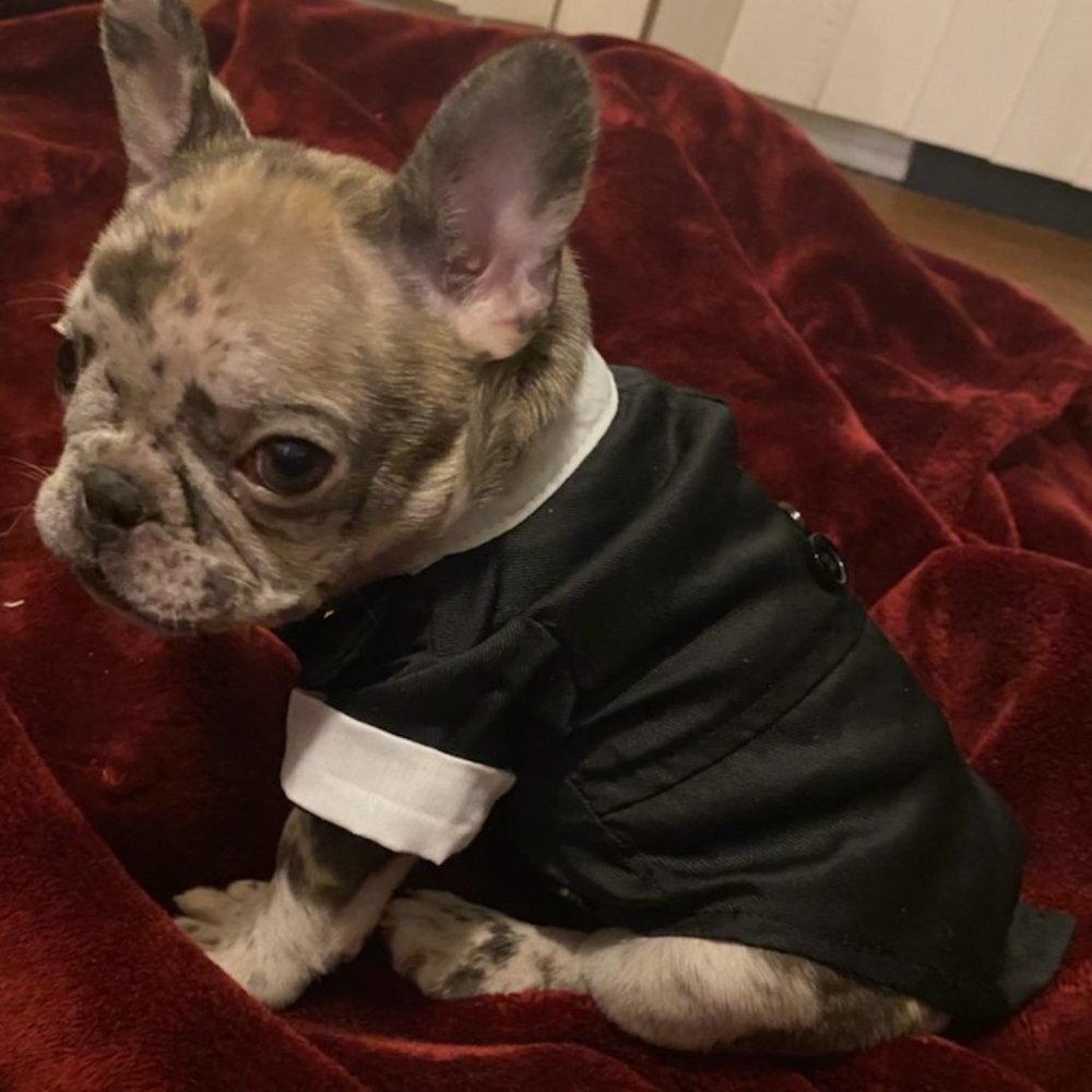 Tuxedo For Dogs Cats Pets With Bowtie Small To XL NEW - Picture 9 of 12